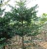 供应高品质- 竹柏- 精品景观园林绿化常绿灌木