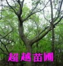 南京绿化苗木基地 朴树价格 朴树基地