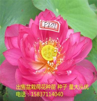 南阳南召县大量出售供应观赏荷花、碗莲.太空莲