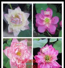 南召县大量出售观赏盆栽荷花。碗莲睡莲种子