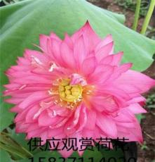 南阳南召县大量出售供应观赏荷花、碗莲. 莲子