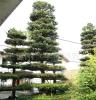 出售工程绿化苗木罗汉松造型树桩盆景