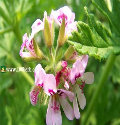 供应青岛百草香芳香1.5元特卖 苹果天竺葵种苗