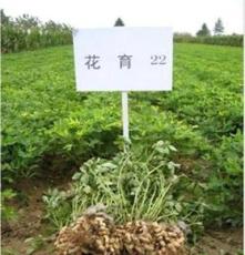 青岛新龙种苗有限公司专业生产供应种子,优质花生种子