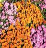 国庆节草花种类，国庆节假日花卉，十月份开的花，茗茜花卉基地