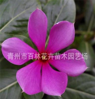 优质 草花花卉 长春花（又名天天开) 大量供应 图 专业种植