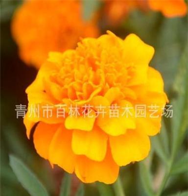 熱銷供應 常年供應 專業(yè)廠家直銷 優(yōu)質(zhì) 草花花卉 孔雀草 圖