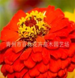 青州专业厂家直销 草花花卉 长期供应批发 图 百日草 大量销售
