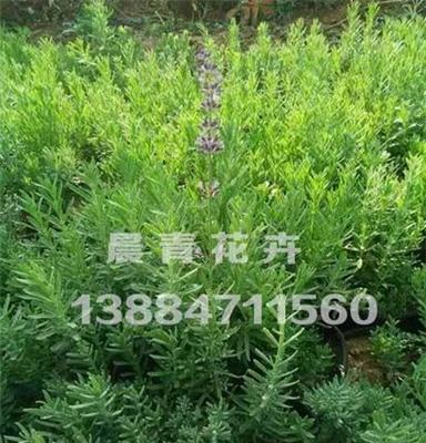 山东薰衣草小苗价格 薰衣草