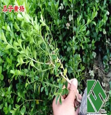 河北綠化小苗價格-山東綠化工程苗推薦