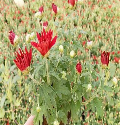 山东开花国庆菊销售基地,供应优质千头菊批发价格美丽