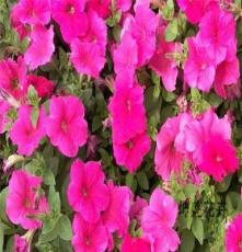 青州花卉批发市场有各种双色盆时令花卉,租摆花卉价格美丽