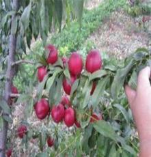 青州利民果树苗木场供应早熟超红桃苗