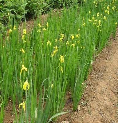 黄菖蒲、优质黄菖蒲基地直销价格批发