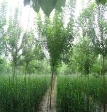 绿化苗木供应厂区绿化专用植物，北海道黄杨报价