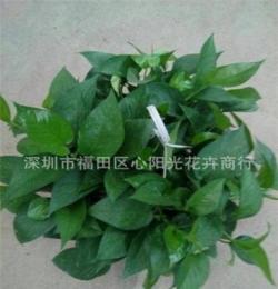 低價(jià)批發(fā)小盆栽230#長(zhǎng)藤綠蘿 吸收甲醛室內(nèi)植物盆栽