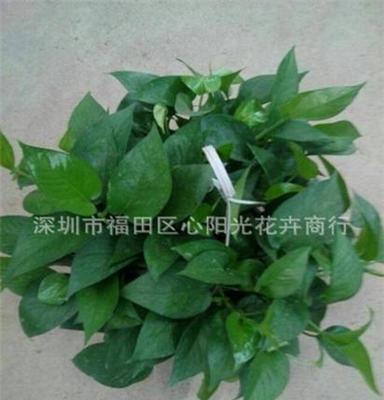 低价批发小盆栽230#长藤绿萝 吸收甲醛室内植物盆栽