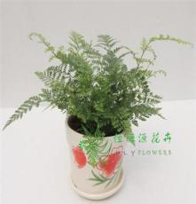 广州花卉供应批发室内小盆栽吸甲醛、净化空气绿植狼尾蕨