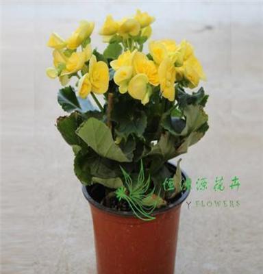 供应批发四季开花盆栽 办公桌面盆栽 观花花卉绿植 丽格海棠