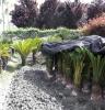 供应批发温江绿化苗木优质棕榈植物铁树