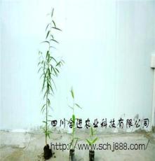 乔木速生王—美国竹柳（致富优选苗高1米）量大从优