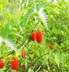 吉安商龙基地直销低价批发优质覆盆子,树莓苗木