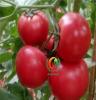 番茄苗种植、青州番茄苗、安信种苗