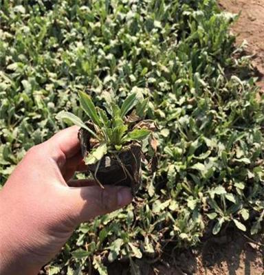 优质天人菊种子批发 天人菊种植基地 培育基地