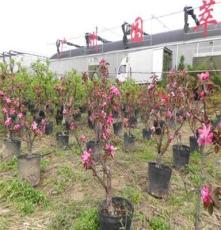 济宁龙河湾果树盆景，提供果树盆景专用苗，1-3年苗，果树绿化苗