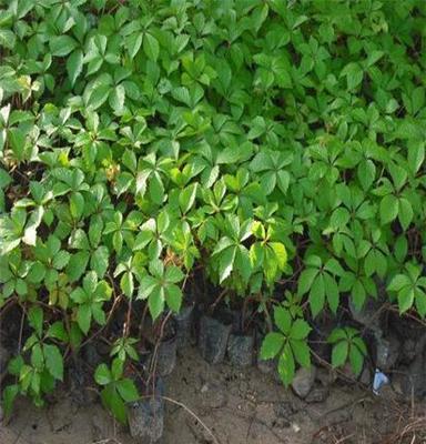 爬山虎，爬山虎小苗，泰安爬山虎