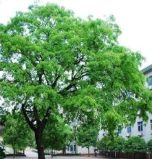 20-25-30-35公分园林绿化用乔木皂角树功率绿化用皂角树苗