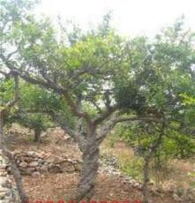 供应枣庄品种石榴树，出售石榴树，绿化苗木石榴树