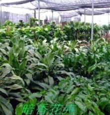 上海植物租赁室内植物出租出租盆景植物绿色植物出租植物租赁