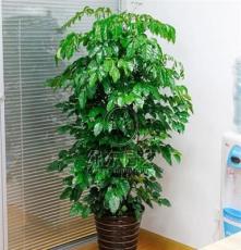 绿宝 上海办公室植物租赁 花卉租摆 绿化养护 免费上门设计