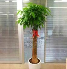 发财树上海办公室植物租赁 花卉租摆 绿化养护 免费上门设计