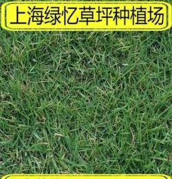 上海绿忆草坪种植场批发各种绿化草坪草皮上海公园绿化草坪