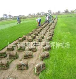 绿化草坪 上海绿忆草坪种植常年批发各种草坪草皮