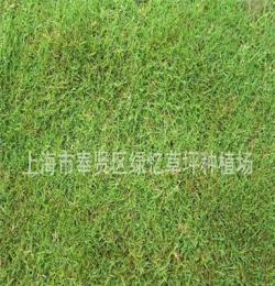 上海草坪 上海绿化草坪价格 基地种植价格低 品质优
