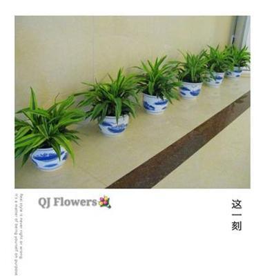 太原绿植室内观花植物销售租赁，商场办公室长短期绿植租摆