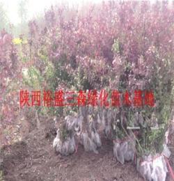 陜西紅葉小檗 陜西供應(yīng)紅葉小檗苗木 陜西周至裕盛綠化苗木基地