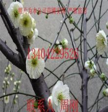 梅花树价格、精品梅花树、梅花树图片、梅花树照片、苏州绿化苗木