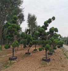 造型龙柏龙柏3米造型树