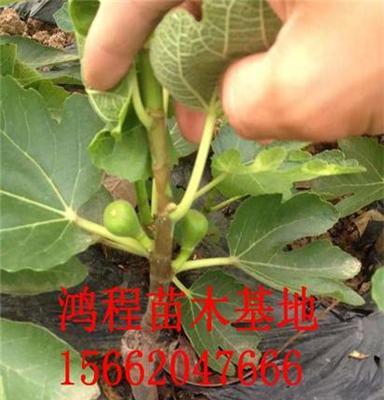 苗农直供晚熟无花果苗 无花果小苗报价 苗圃专销各类果树小苗