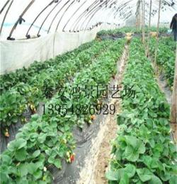 鸡心草莓苗，草莓苗价格 山东果树苗，绿化苗出售