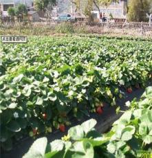 草莓苗种植技术--草莓苗批发基地泰安绿满堂有限公司