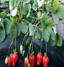 草莓苗成活率--泰安绿满堂有限公司