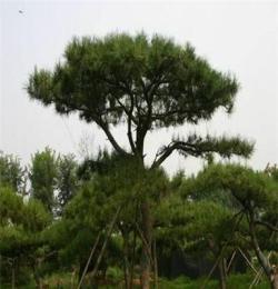 綠化苗木基地直銷  造型景松 價(jià)格合理 保證質(zhì)量