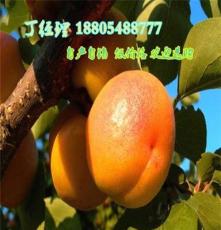 杏树苗木价格 优质杏树苗大型基地
