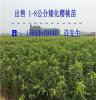 布鲁克斯樱桃苗=樱桃苗木栽植技术要点