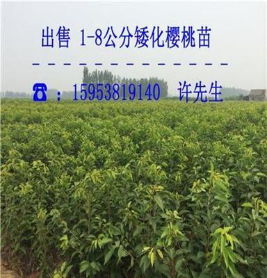 布鲁克斯樱桃苗=樱桃苗木栽植技术要点